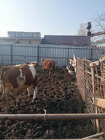 Коровы, быки: Продаю | Бык (самец) | На откорм | Привязанные — 15