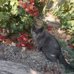 pişik üçün ev: Şotland, Erkək, Ünvandan götürmə