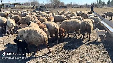 qoyun mal: Dişi, il: 1, Damazlıq, Pulsuz çatdırılma — 4