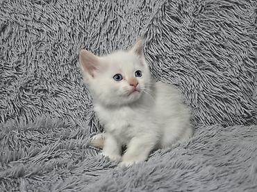 ориентальные котята купить: Котята!!!!!Сиамские Котята, кушают все, к лотку приучены Описание: - — 4