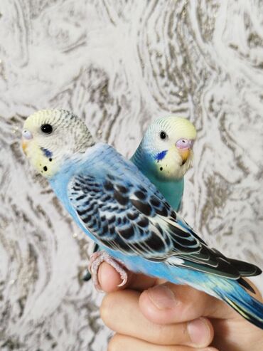 уй са: Ассаламу Алейкум🖐️ Продаётся папугай🦜 Прирученые к руке ✅ С