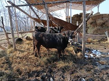 Коровы, быки: Продаю | Бык (самец) | На откорм | Племенные — 6