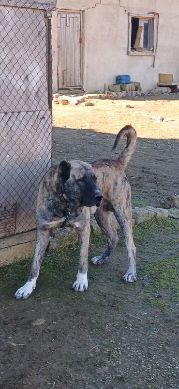 İtlər: Qurdbasar, 1 il, Erkek, Peyvəndli, Ödənişli çatdırılma — 10