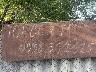 купить барана арашан в волгоградской области: Продаю | Поросенок