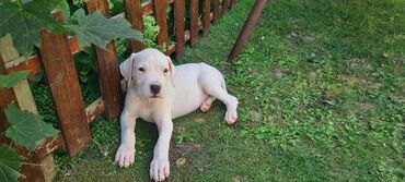 Psi: Na prodaju 9 prelepih štenaca DOGO ARGENTINO, 1 ima flekicu na oku i — 6