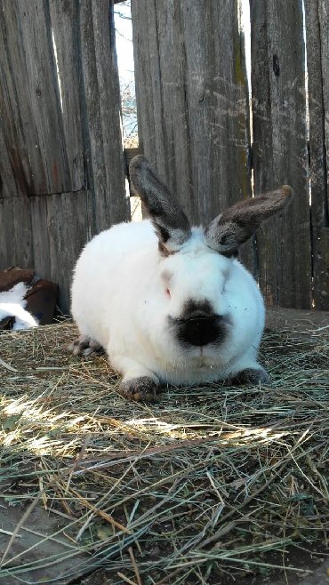 Декоративные кролики: Кролики — 8