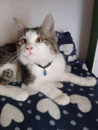 Отдам даром кошку: 2 месяца, Девочка — 6