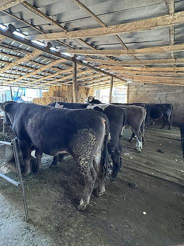 Коровы, быки: Продаю | Бык (самец) | На откорм, На забой | Привязанные — 2