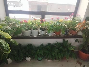 Другие комнатные растения: Продаю комнатные цветы герань, женское счастье, алое и ТД — 8