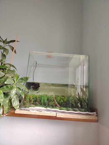 akvarium balıqları haqqında məlumat: Akvarium içində 5 balıq su filtirii yemi ile birlikdə. 55x41x50 tecili