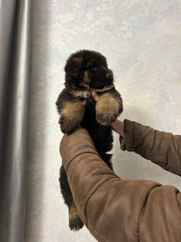 alman ovçarkasının küçükləri: Alman çoban iti, 1 ay, Erkek, Ünvandan götürmə