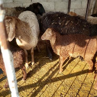 Баран, овца: Продаю | Овца (самка) | Для разведения | Матка — 6