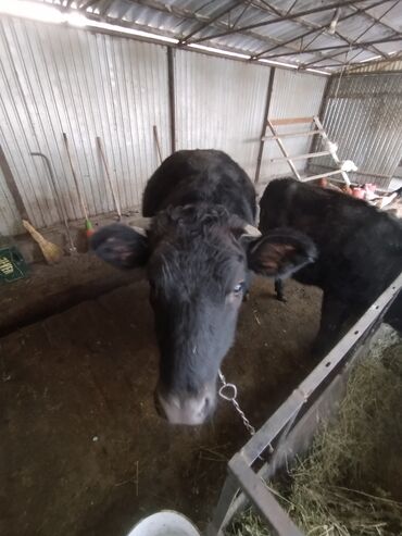 Коровы, быки: Продаю | Тёлка | Швицкая | На откорм | Привязанные — 4