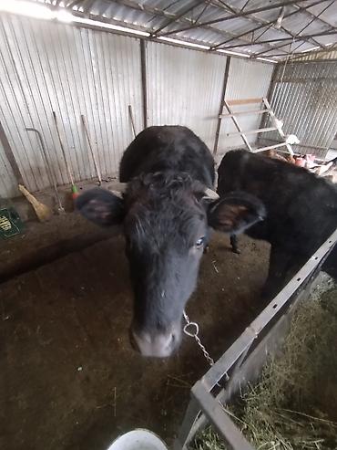 Коровы, быки: Продаю | Тёлка | Швицкая | На откорм | Отела не было — 2