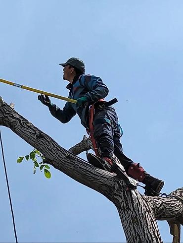 Спил деревьев, заготовка дров: Спил деревьев любой сложности. Промышленный альпинизм и верхолазные at lalafo.kg — 6 Спил деревьев, заготовка дров: Спил деревьев любой сложности. Промышленный альпинизм и верхолазные — 6