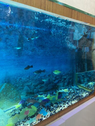teze bazar akvarium: İçində 26 balığ var, ayrı qabda 30 balasıda var üstündə şkafda