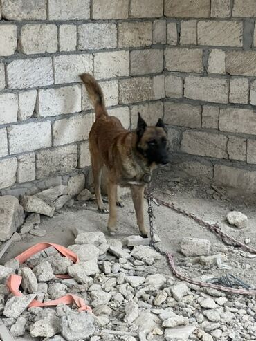 İtlər: Belçika çoban iti, 2 il, Erkek, Peyvəndli — 7