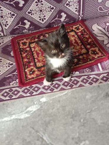 Продажа кошек: Котята от домашней кошки с вислыми ушками (на фото мама). Окрас у — 7