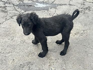 Продажа собак: Тайган, 2 месяца, Самец — 3