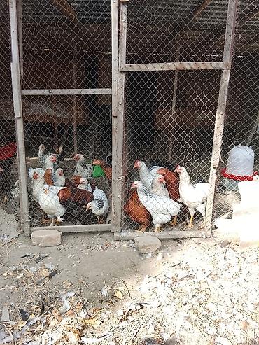 Продам с/х животных: Продаю | Куры | Домашняя | Несушки — 1