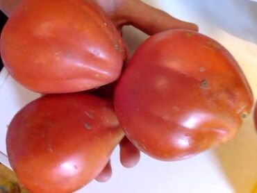 Semena i sadnice: Seme paradajza! Crveni jabučar Žuti jabučar Narandžasti jabučar — 20