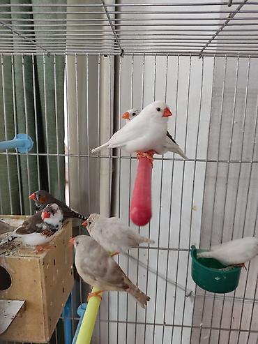 Птицы: Амадины очень просты в содержании и прекрасно подходят для начинающих — 8