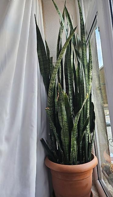 otaq bitkiləri: Sansevieria (peyğəmbər qılıncı) – Çox tələbat olan böyük, dekorativ — 1