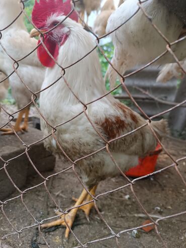 продать курицу оптом: Продаю петухов 250 сом. есть 14 шт