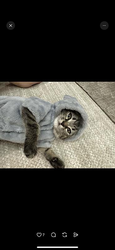 Продажа кошек: Скотиш Фолд (Шотландская вислоухая), 2 месяца, Девочка, Серый, Приучена к лотку, Проглистована, С документами — 2