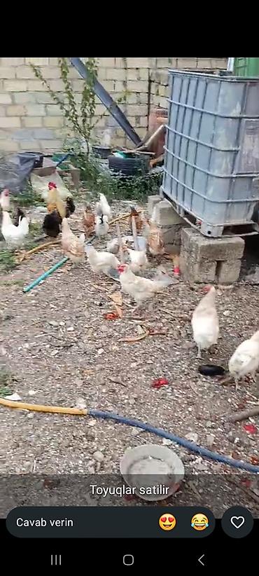 heyvanlar və balaları: Toyuq, Yumurtalıq, Ödənişli çatdırılma — 1
