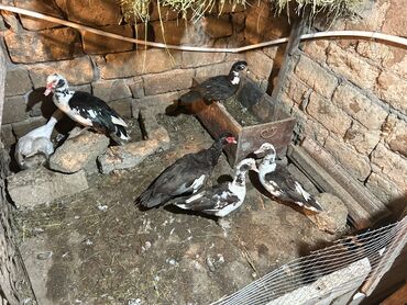 Ördəklər: Muscovy (hind) ördəkləri – qarışıq rənglərdə sürü - Növlər — 9
