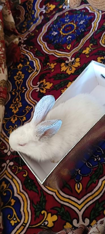 Декоративные кролики: Белые декоративные кролики - Окраc: полностью белый, у части малышей — 6