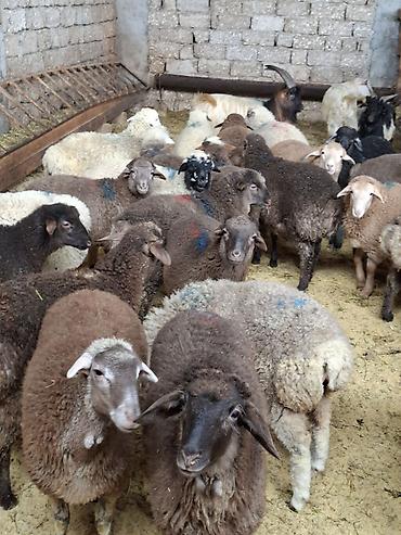 qoyun qiymetleri: Qurbanlıq üçün qoyun-keçi sürüsü - Növ: yerli qoyunlar və keçilər — 6