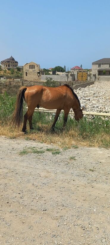 at quyrugu sac: Yorgadi sakit heyvandi real alıcılar zeng etsin