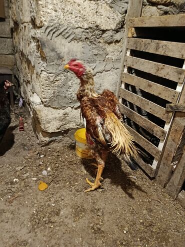 Xoruzlar: Xoruz, Heyratı, il: 1, Ödənişli çatdırılma — 9