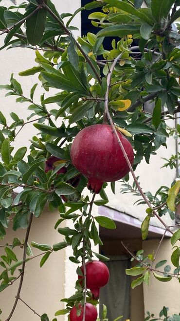 дождевик купить в баку: Göyçay nari istiyən olsa zəng eləsin həm sokluq həmdə süfrəlik tonla