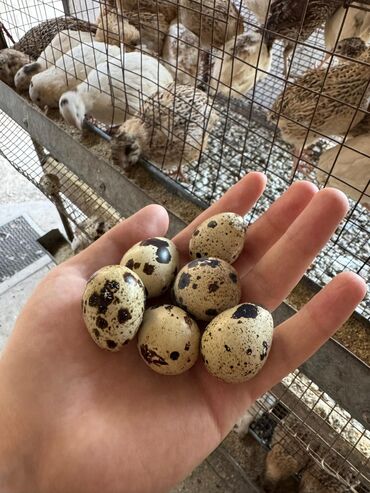 Куры, петухи: Продаю перепёлки! Молодые несутся! Самки и самцы! Продам сразу всех!