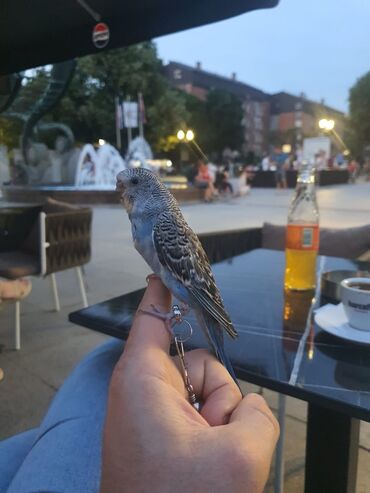 Oprema za kućne ljubimce: Povodci za papagaje – sigurnost, sloboda i poverenje u jednom! — 5