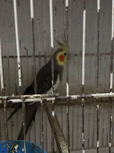 tutu quşu: Məhsul: Nimfa tutuquşuları (Cockatiel) Təsvir: - Şəkillərdə müxtəlif — 2