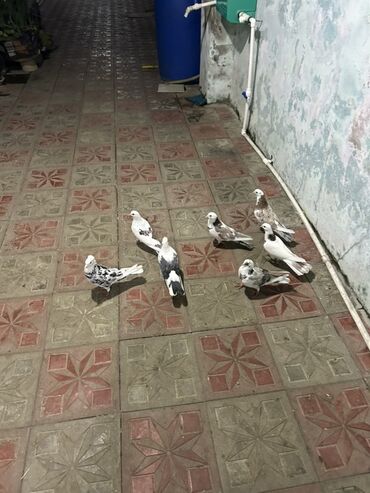 pişik qumu qiyməti: Hoptavoy 10 manatdan tek ayri qiymetdi