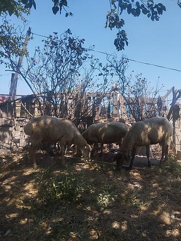 bala qoyun: Məhsul: Qoyun sürüsü Təsvir: - Şəkillərdə göstərilən xırdabuynuzlu — 2