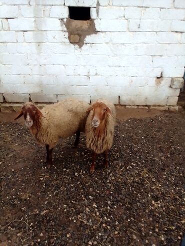 Qoyunlar, qoçlar: Qiymət cütünə ayıdır real alıcıya endirim olacaq boğaz heyvan di — 2