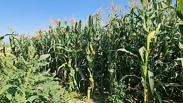 Корма для с/х животных: Продается силос в брикетах 8 кг at lalafo.kg — 9 Корма для с/х животных: Продается силос в брикетах 8 кг — 9