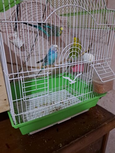 Yuvalar: Qefesderin her biri satilir — 10