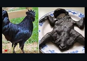 ayam cemani: Xoruz, Indonesiya, il: 1 — 1