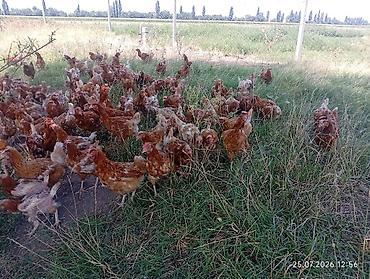 Куры, петухи: Продаю | Куры | Несушки — 7
