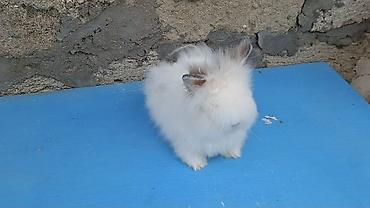angora: Angora tipli dekorativ dovşan - Yumşaq, uzun və ipək kimi ağ tüklü — 1