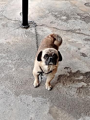 diri quzu qiymeti: Pekines, 8 ay, Erkək, Peyvəndli, Ödənişli çatdırılma — 2