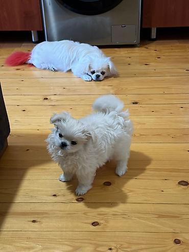 febulus dermani haqqinda: Pekines, 1 ay, Dişi, Peyvəndli, Ödənişli çatdırılma — 3