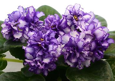 Фиалки и глоксинии: 🌱🌺🌱 Продаю сортовые ДЕТКИ стандартных, трейлерныхмини и полумини — 1